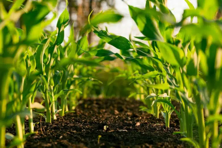 Smart farming solution demonstration