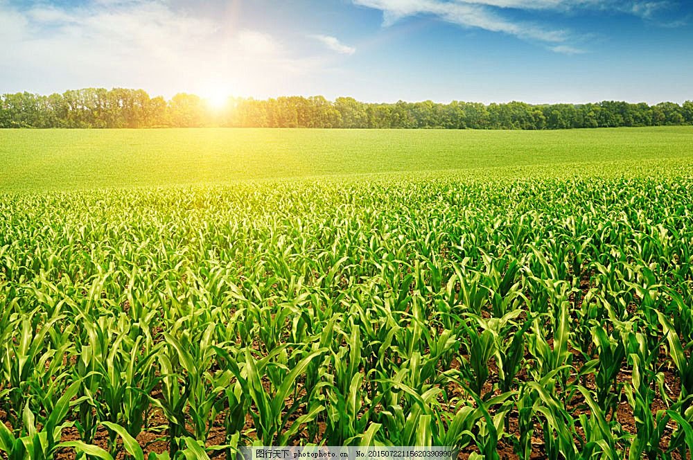corn farm harvest
