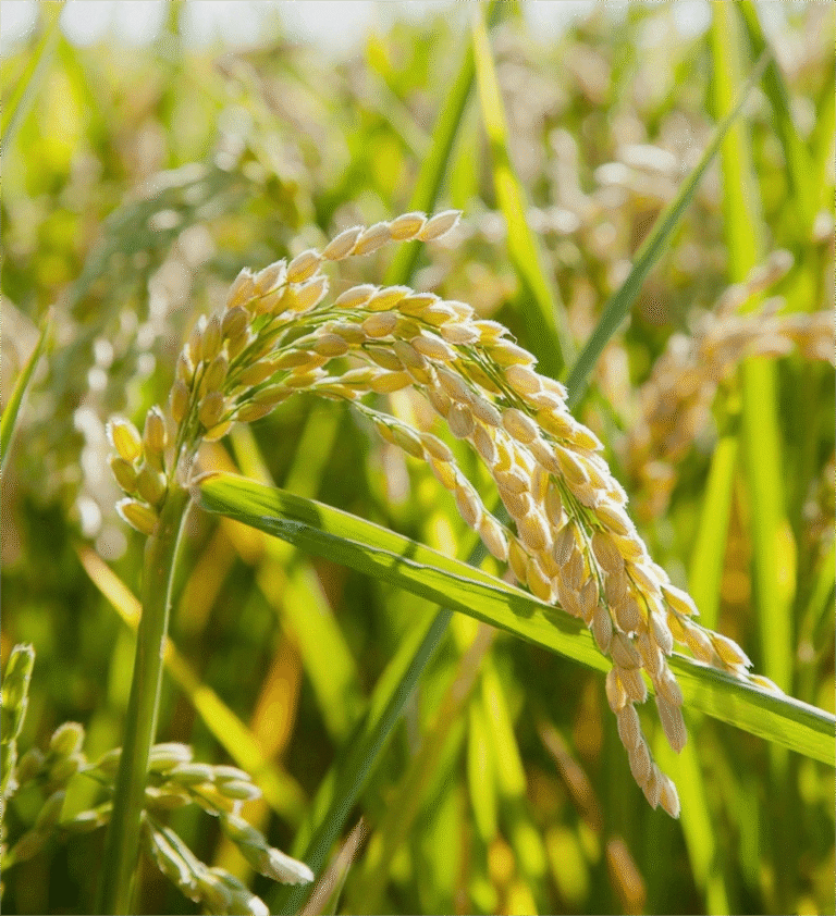 HaiShun smart agriculture vision illustration