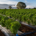 drip tape for peppers installed in commercial pepper farm row crop irrigation