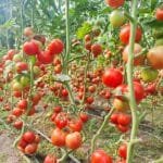 drip irrigation tape for tomatoes commercial farm row crop plastic mulch installation