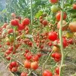 drip irrigation tape for tomatoes commercial farm row crop plastic mulch installation