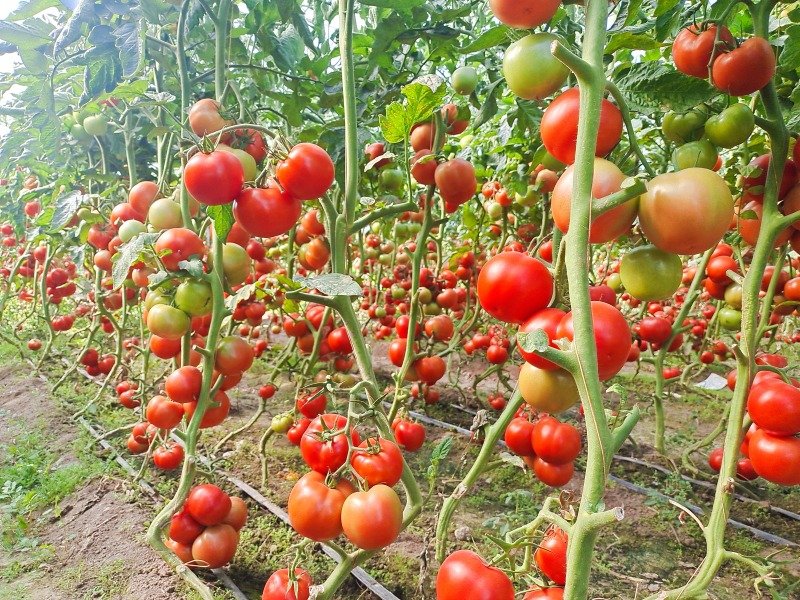 drip irrigation tape for tomatoes commercial farm row crop plastic mulch installation